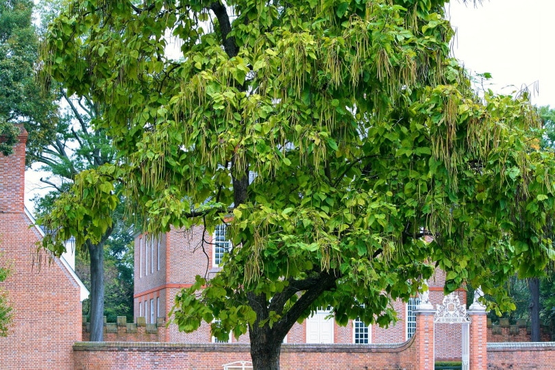 catalpa-tree