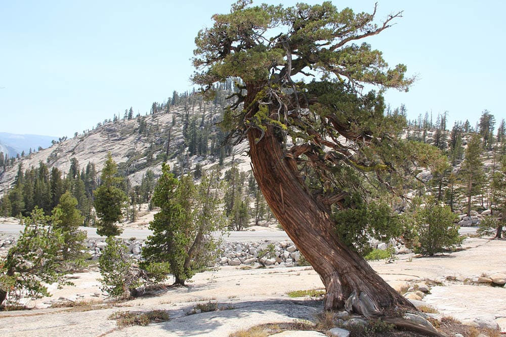cedar tree
