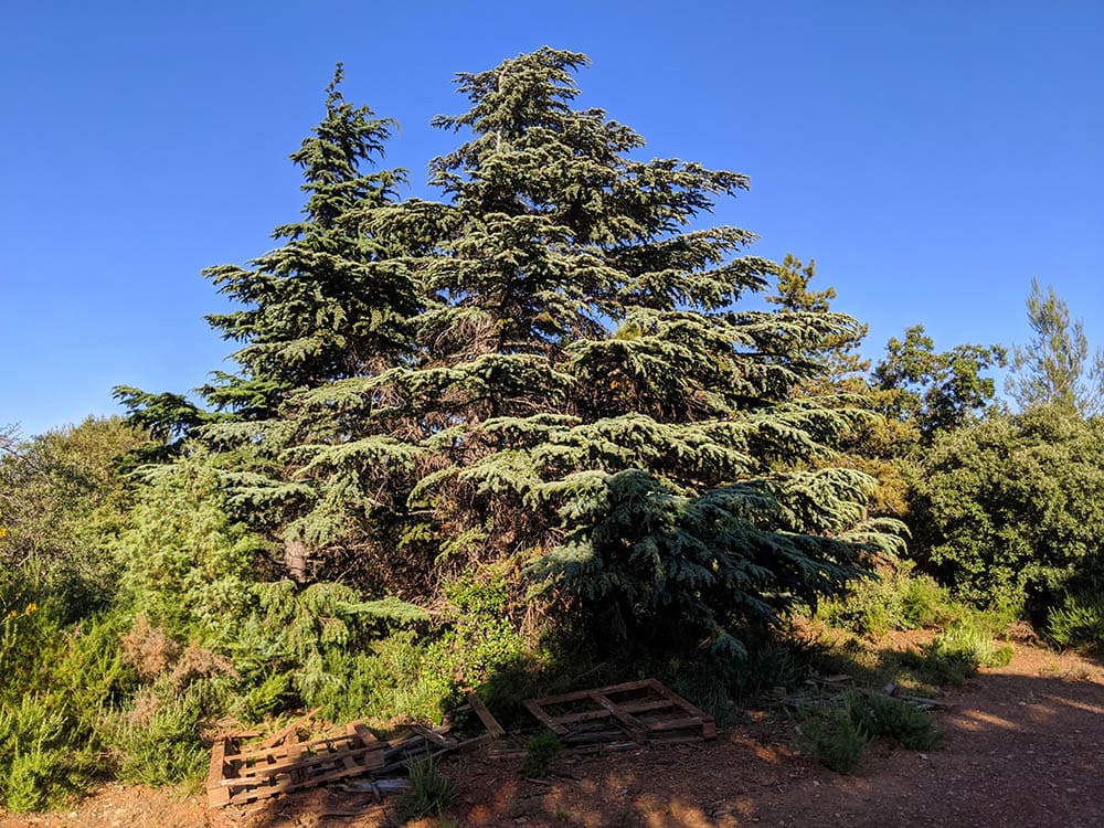 Cedrus brevifolia