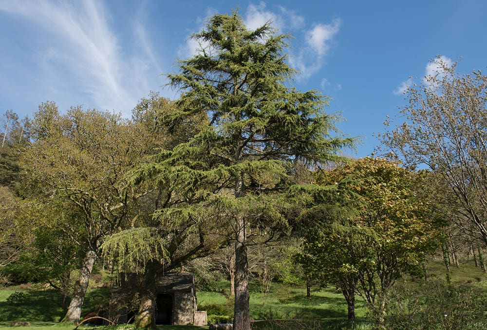 Cedrus deodara