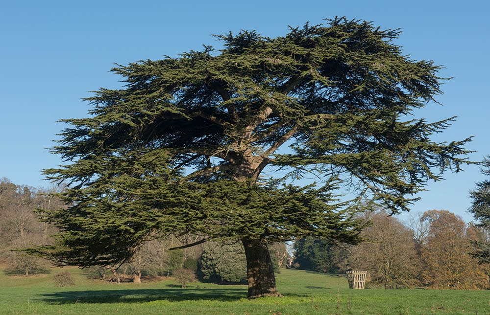 Cedrus libani