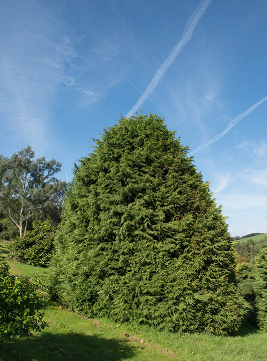 Chamaecyparis lawsoniana