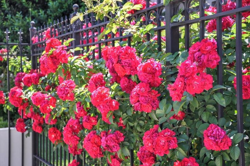 champlain rose