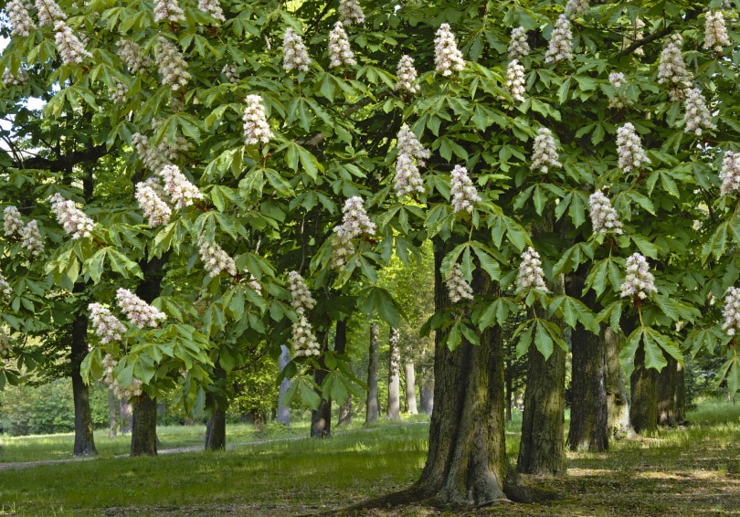chestnuts tree
