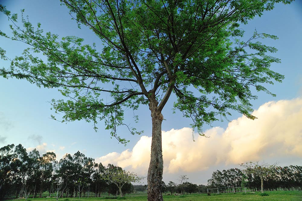 chinese elm tree or lacebark elm