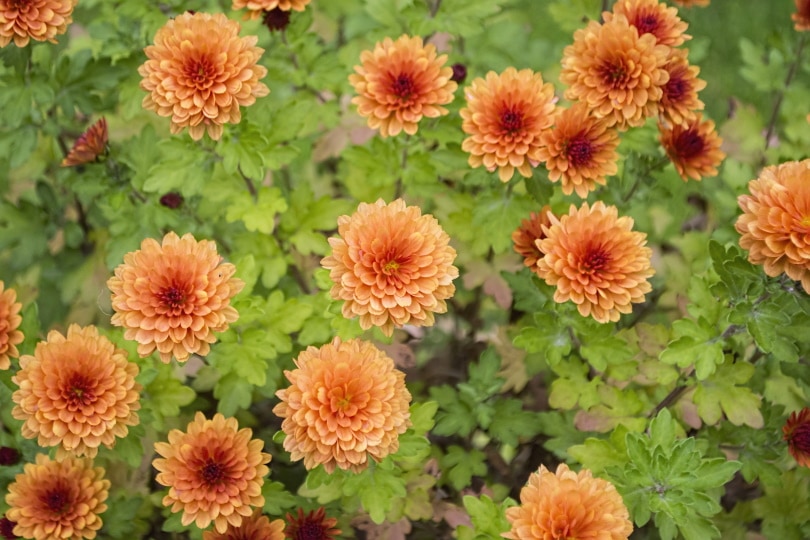 chrysanthemum flowers