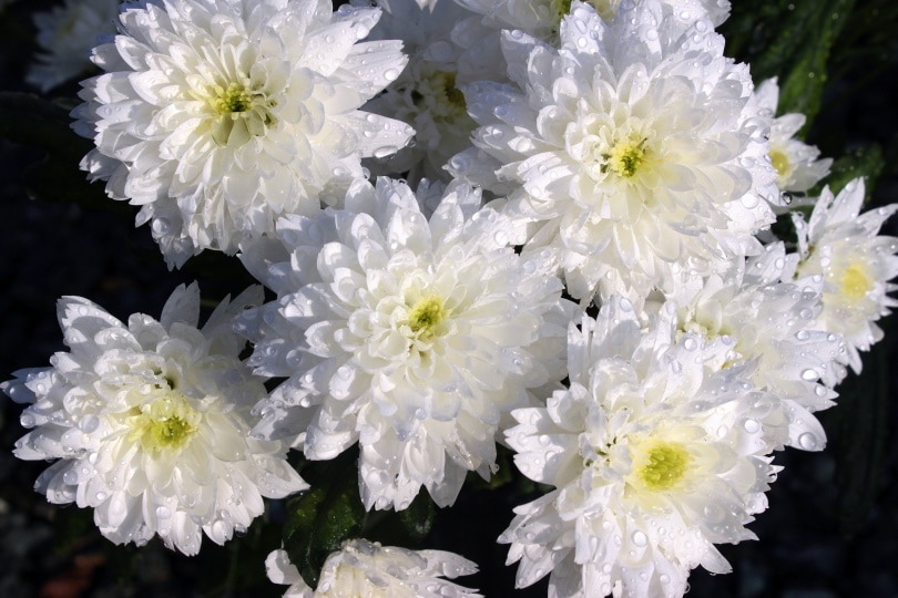 chrysanthemums