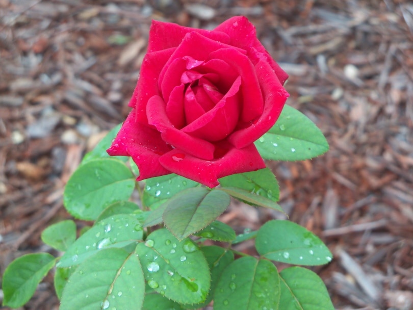 chrysler imperial rose