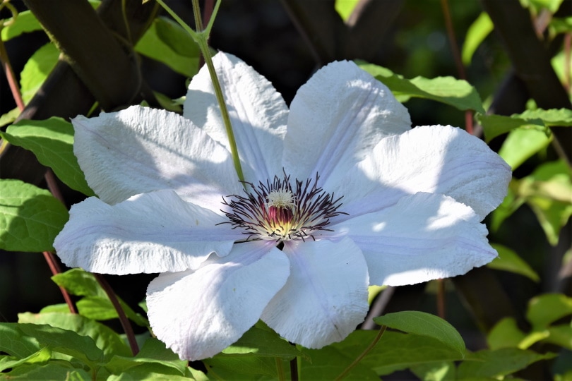 clematis flower