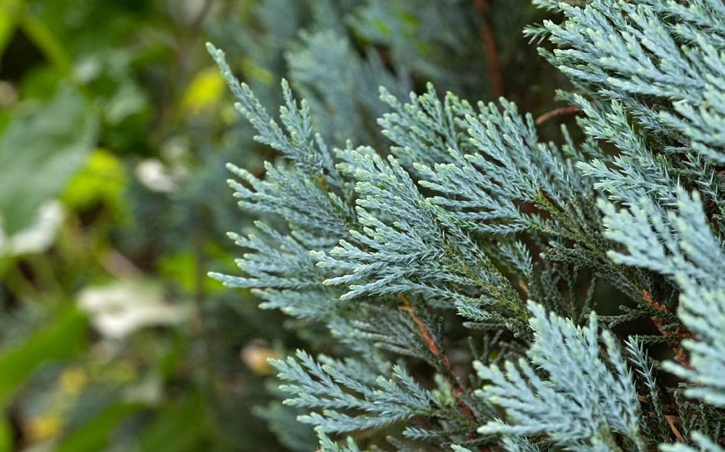 close up blue cypress