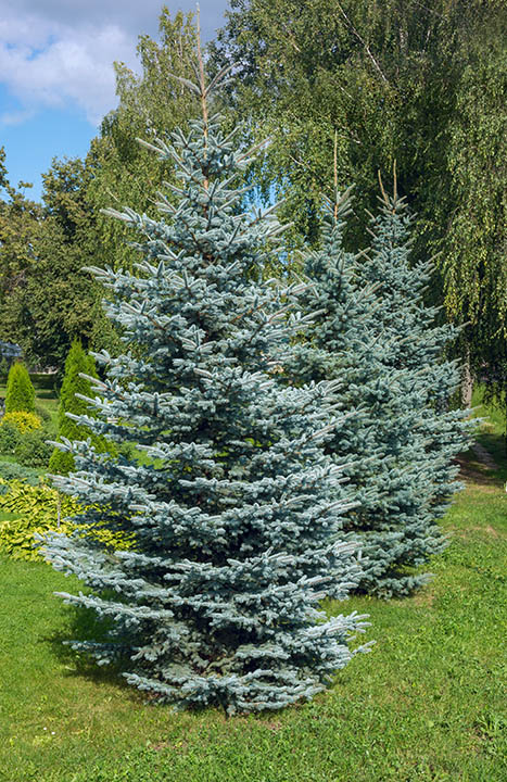 Colorado blue spruce_Leonid S. Shtandel_Shutterstock