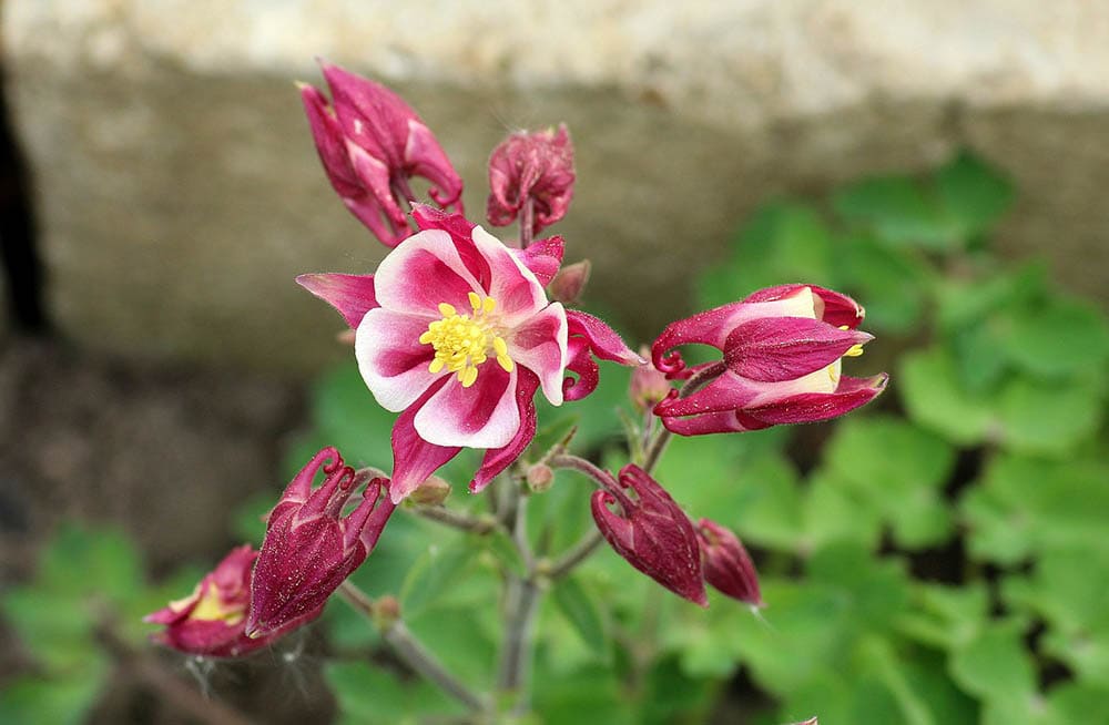 columbine flower