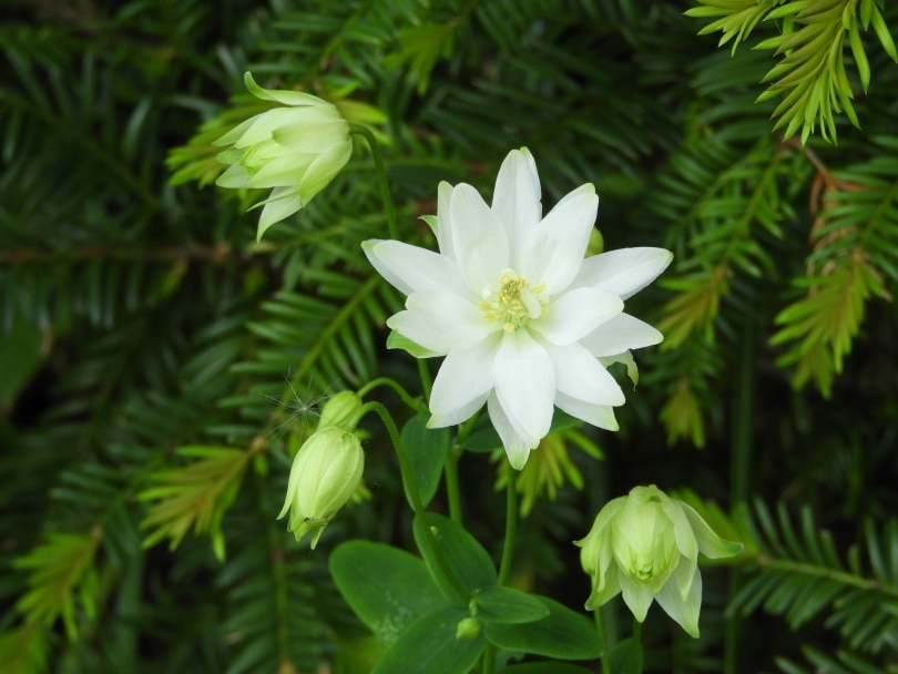columbine white flower