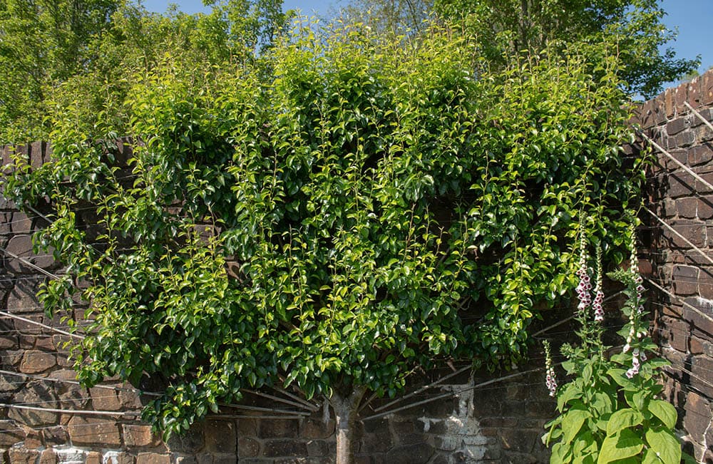 comice pear tree