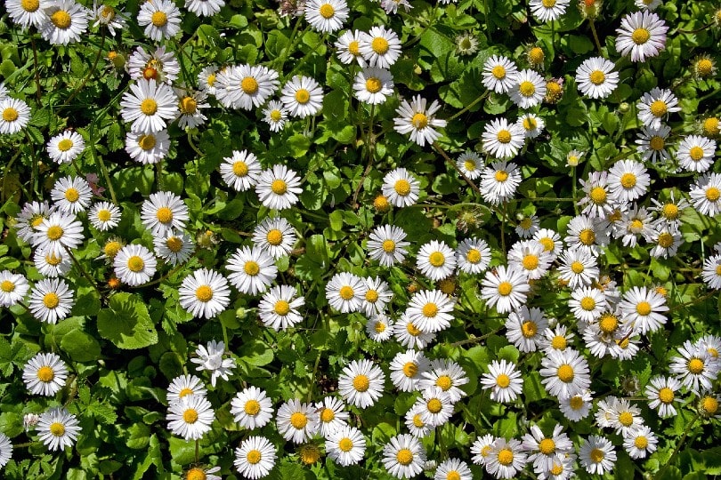 common daisies