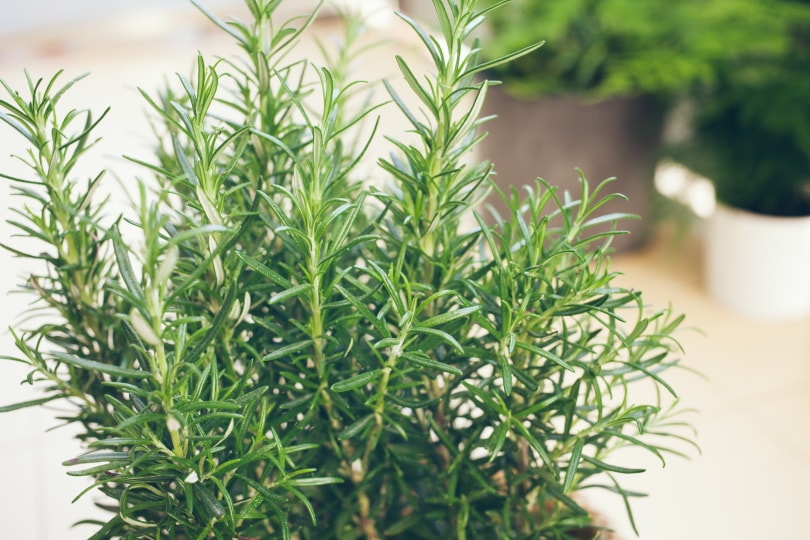 common rosemary