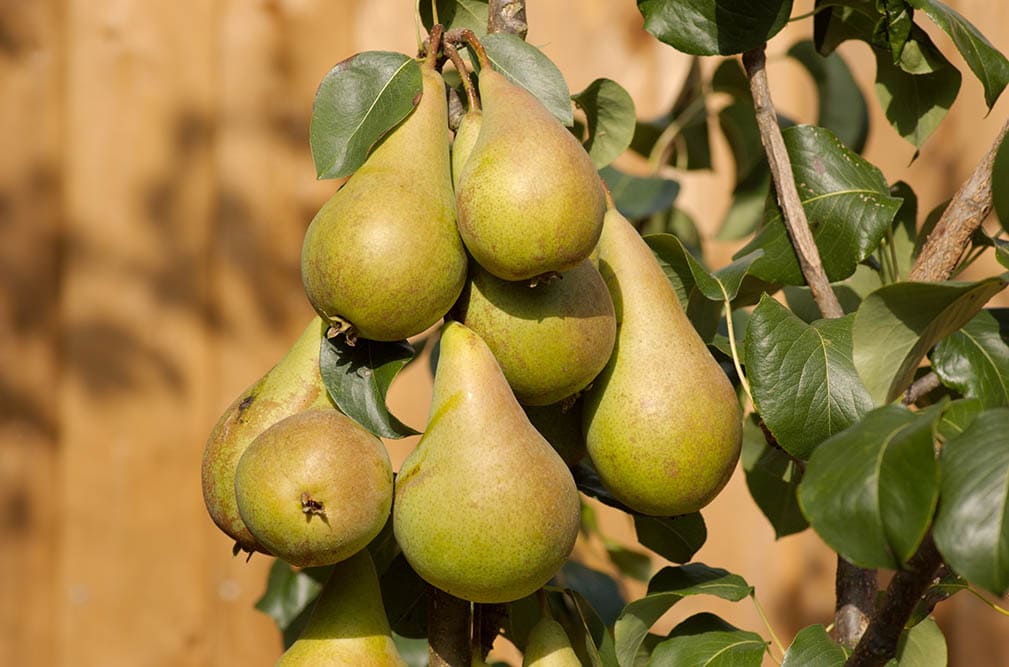 Concorde pear tree