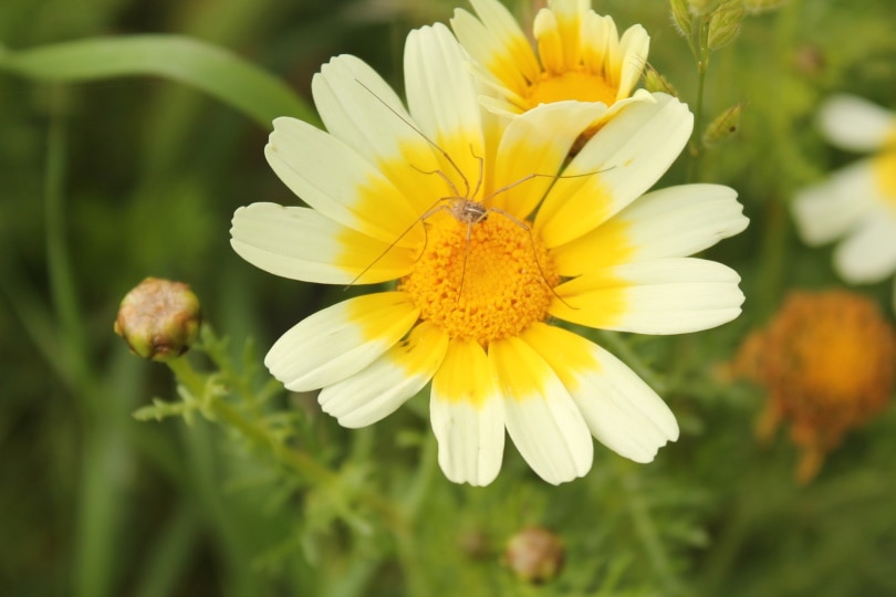 corn marigold