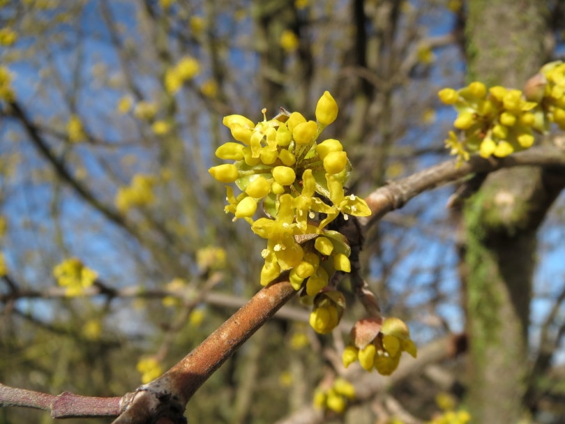 cornelian dogwood