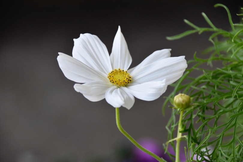 cosmos flower