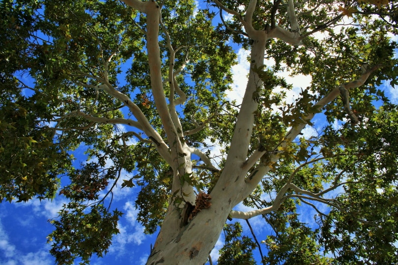 cottonwood