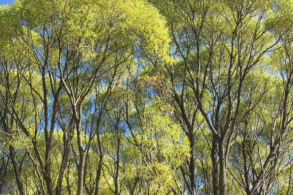 Crack willow