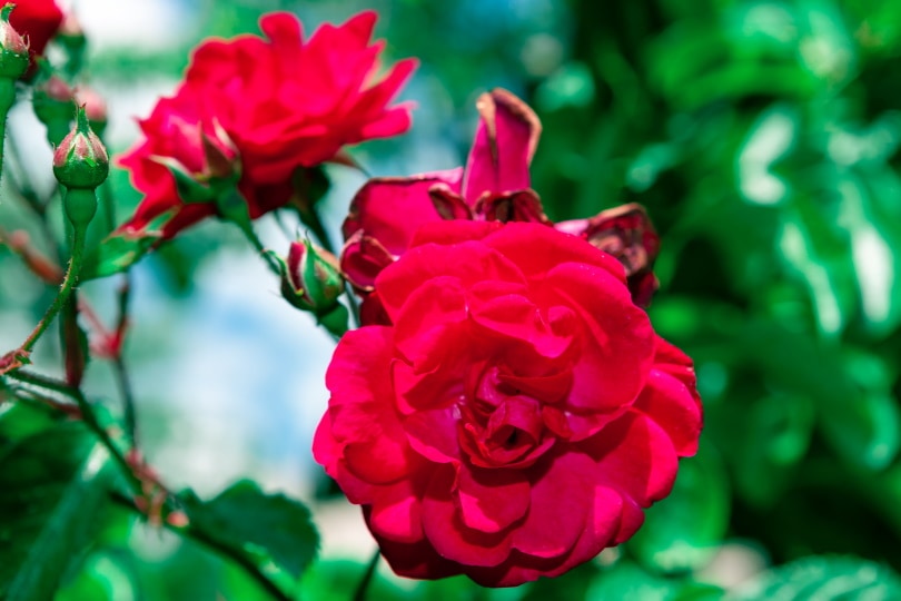 crimson glory rose