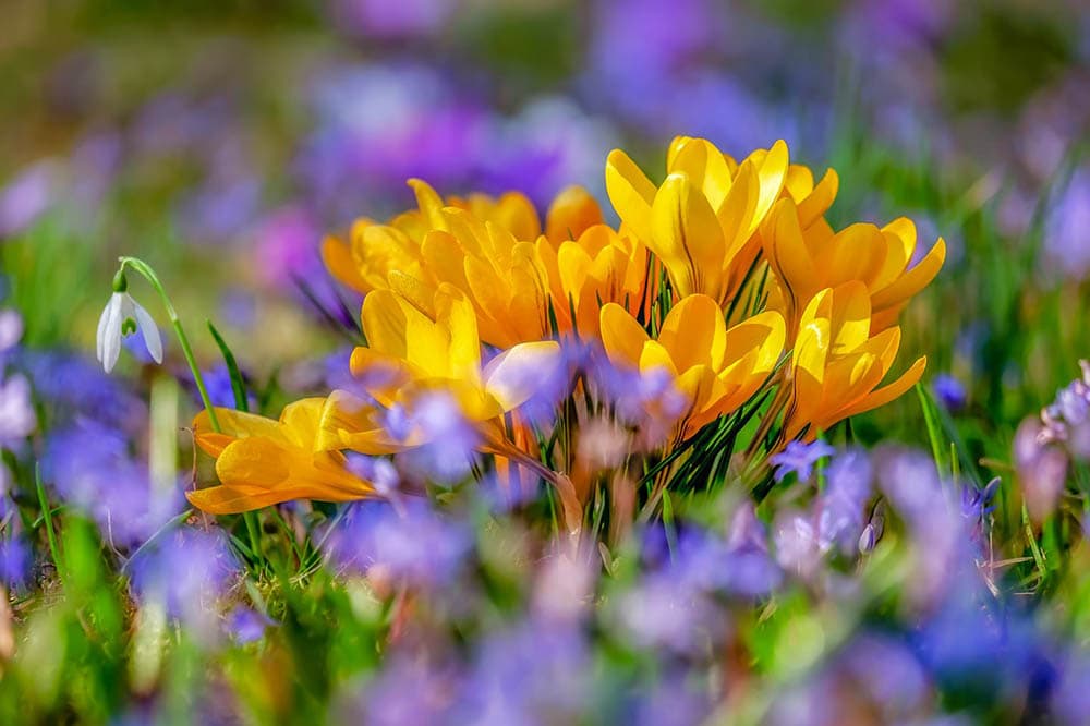 crocus close up