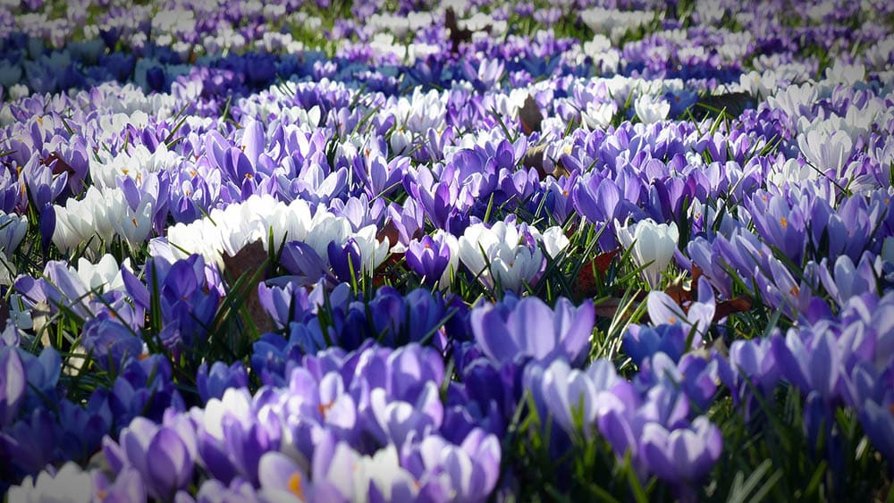 crocus