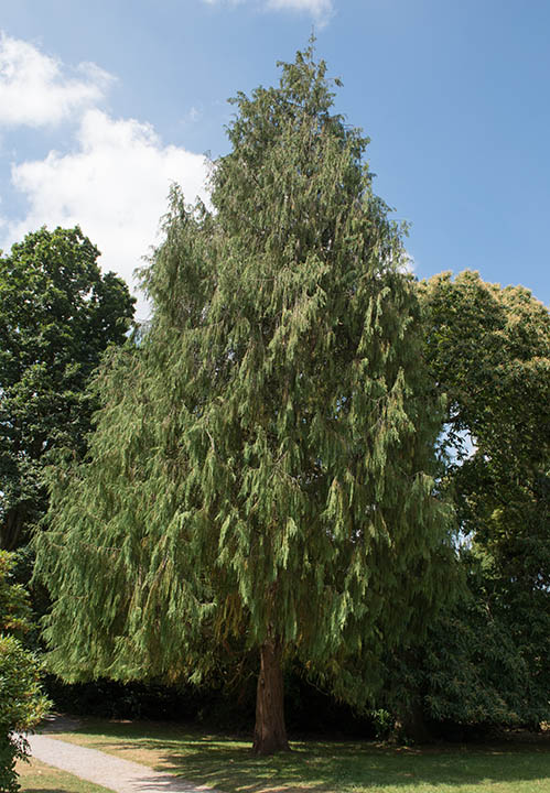 cupressus nootkatensis