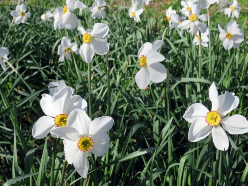daffodil flower