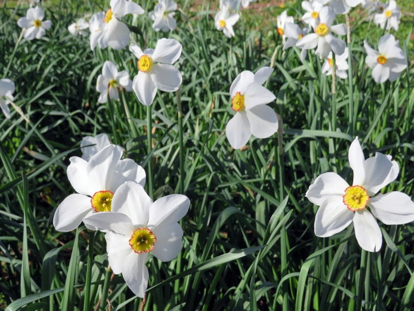 daffodil flower
