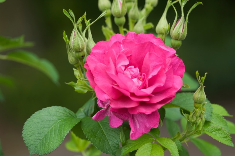 darcey bussel rose