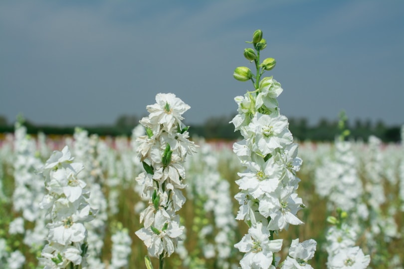 delphinium flower