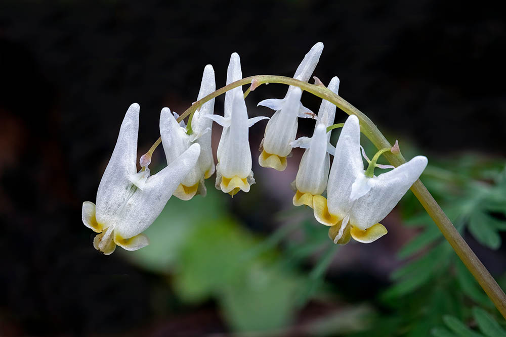 Dutchman’s Breeches close up