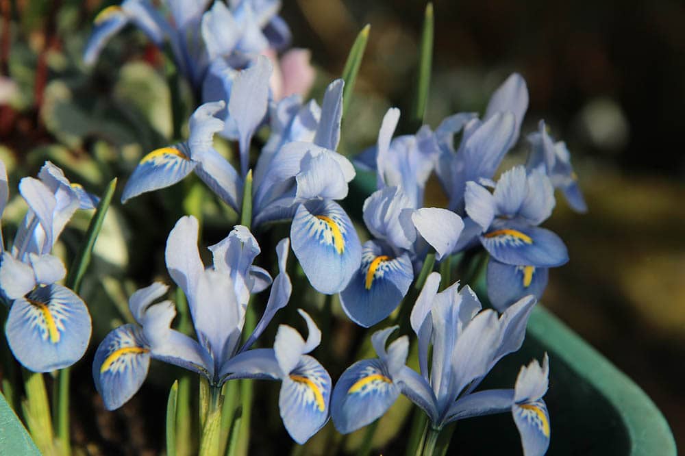 dwarf iris during spring