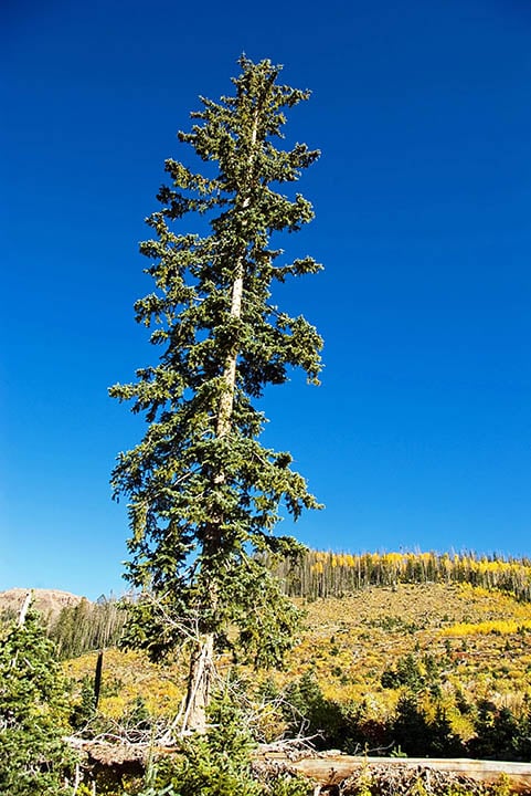 Engelmann spruce tree