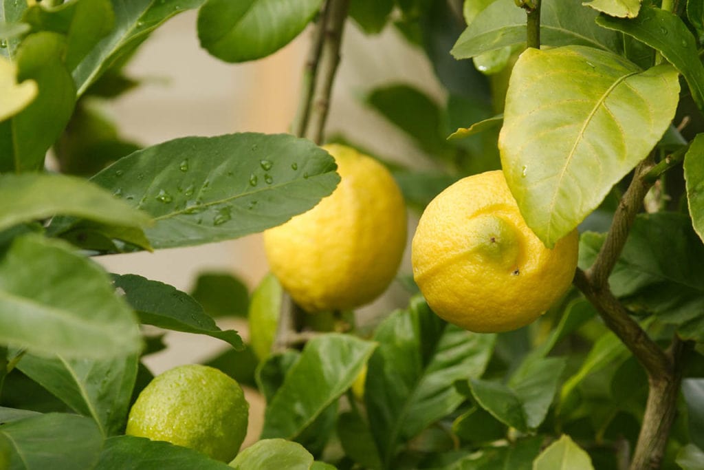 Eureka Lemon tree