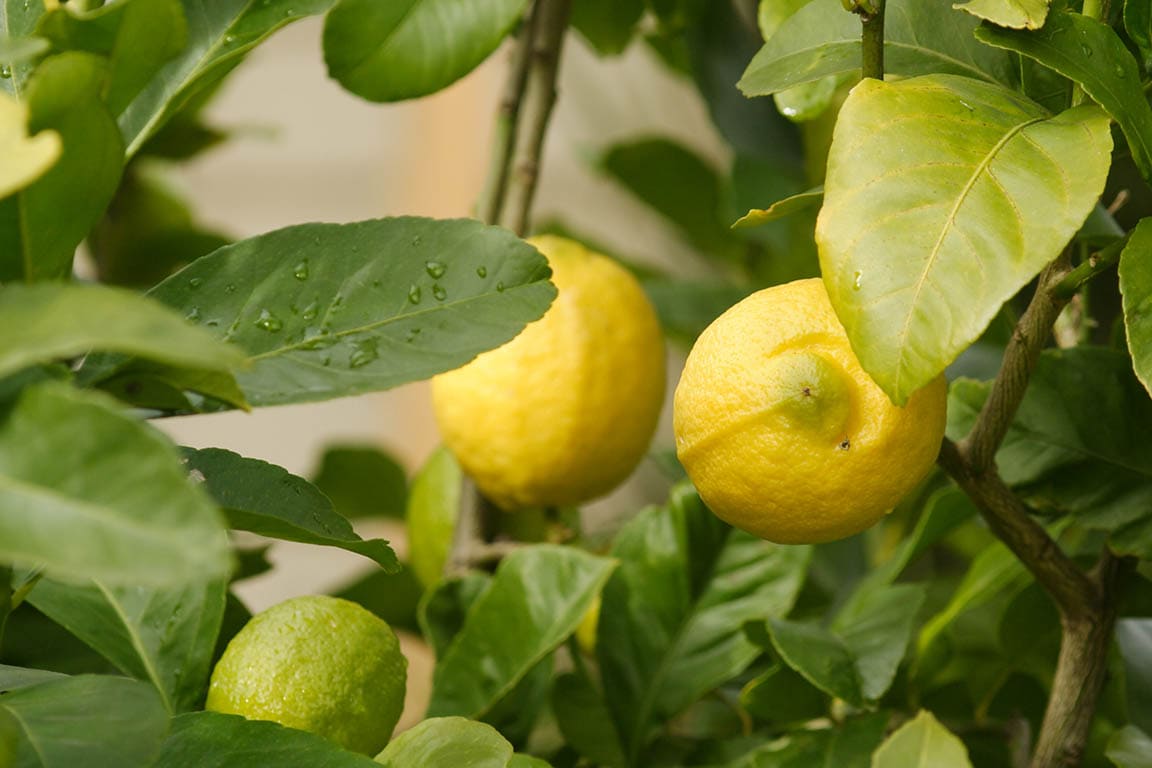 Eureka Lemon tree