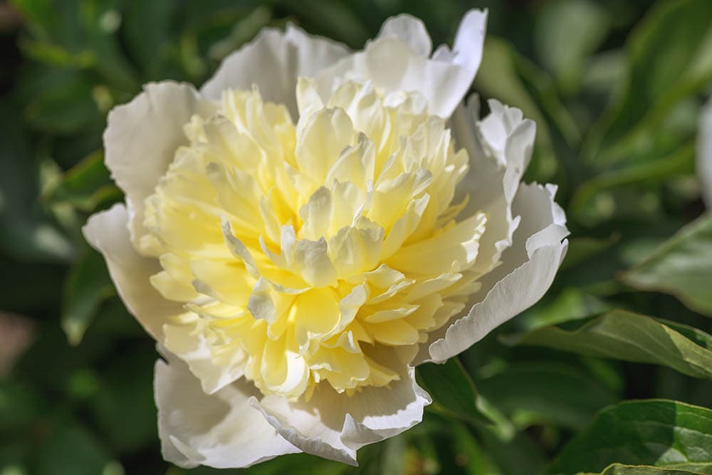 fairy of peony lotus