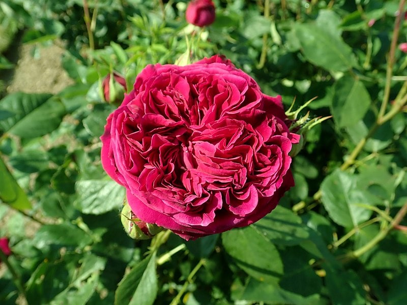 falstaff rose