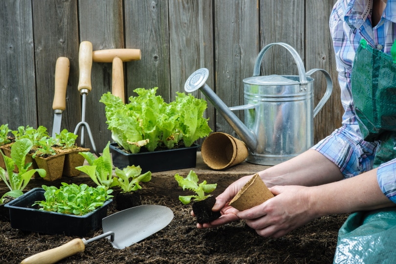 farmer planting lettuce