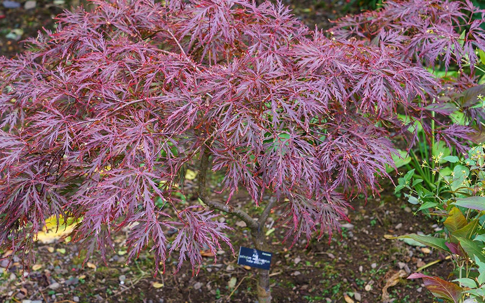 Filigree maple tree