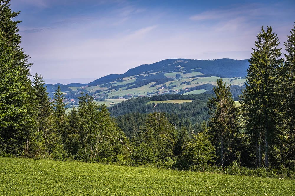 fir trees in the hills