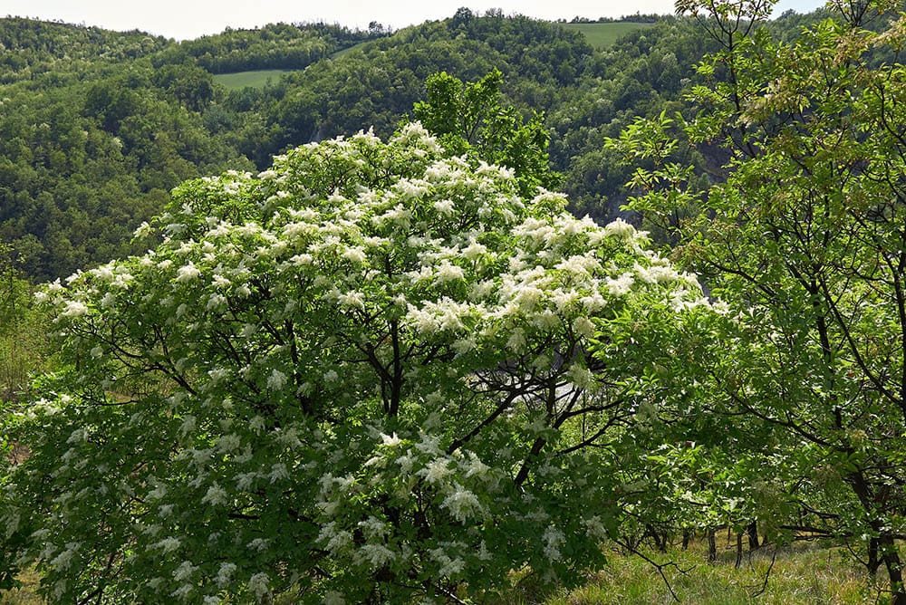 flowering cypress in bloom