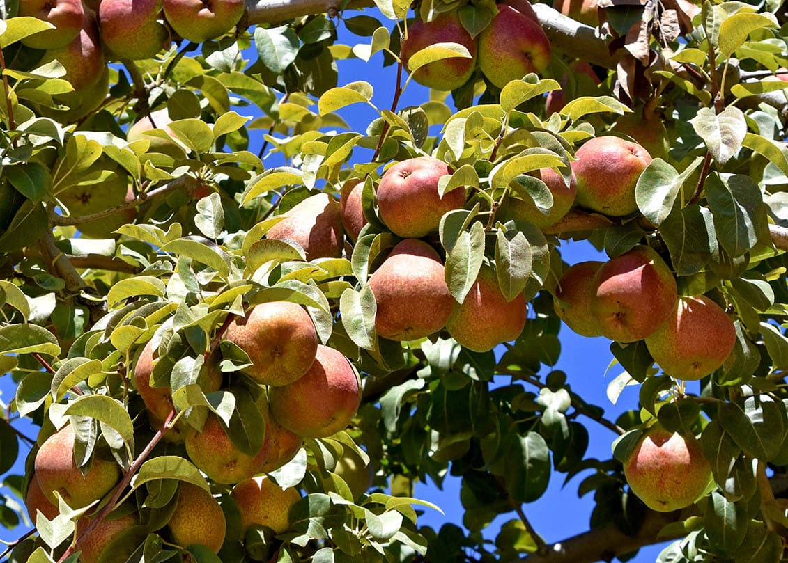 forelle pear tree