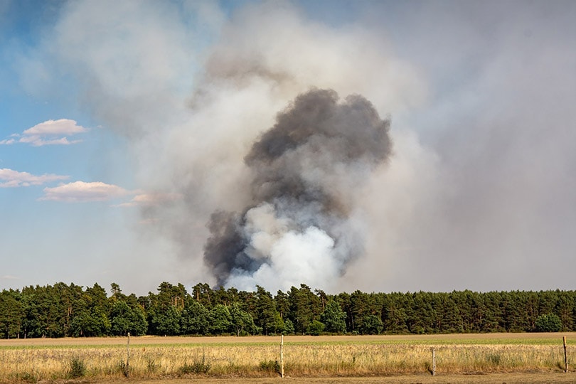 forest fire