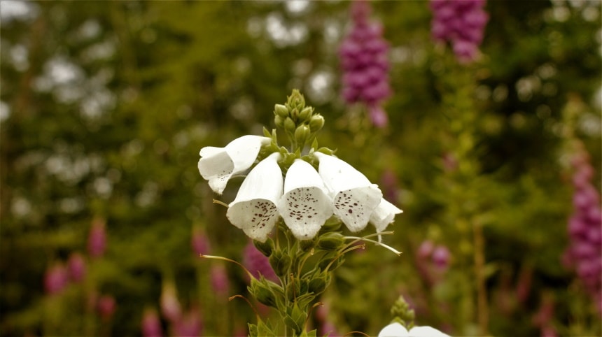 foxgloves flowers