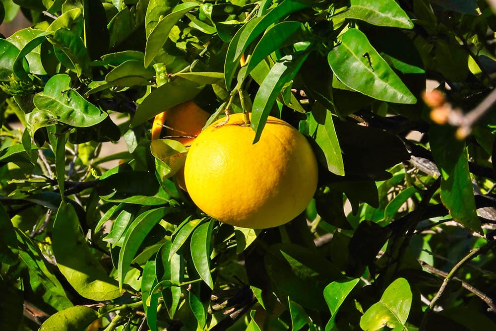 genoa lemon tree