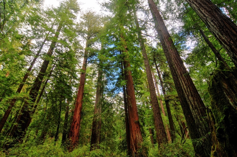 giant sequoia redwood